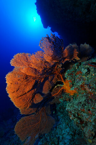 Sea Fan at Filitheyo Resort Maldives on Faafu Atoll