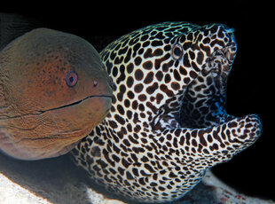 Moray Eels at Filitheyo Resort Maldives on Faafu Atoll