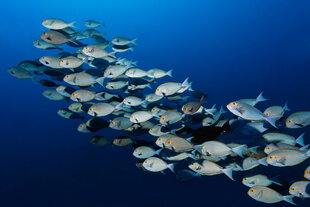 Surgeonfish at Filitheyo Resort Maldives on Faafu Atoll