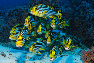 Scuba Diving at Filitheyo Resort Maldives on Faafu Atoll