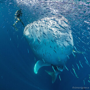 Whale Sharks become a mobile environment for fish, here in Mafia Island in Tanzania - photo: Dr Simon Pierce