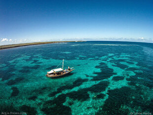 Coral Reef 'bycatch' off Mafia Island in Tanzania - photo: Dr Simon Pierce