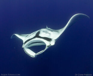 Giant Manta Ray (Mobula birostris) in Madagascar - photo: Dr Clare Prebble