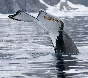 Whale Tail in Antarctica