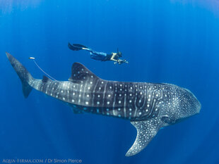 Framing a Whale Shark spot pattern ID photo by Dr Simon Pierce