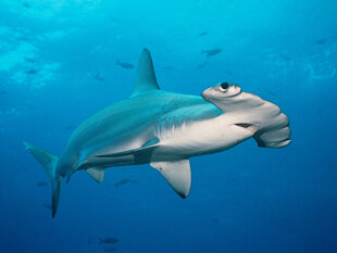 Hammerhead Shark in the Galapagos Islands