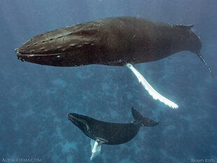 Humpback Mother & Calf - photo: Bjoern Koth