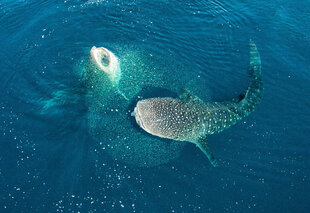 Drone Footage of Whale Sharks herding fish to eat