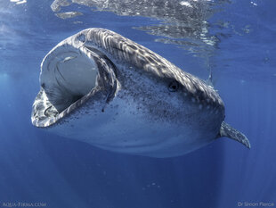 Whale Shark feeding Yucatan Peninsula Dr Simon Pierce MMF Aqua-Firma