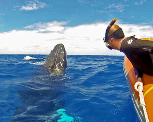 Ready to Snorkel with Spy Hopping Humpback Whale in the Caribbean Waters of the Silver Bank