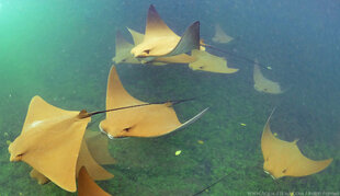 Golden Cownose Rays amongst Mangroves in the Galapagos