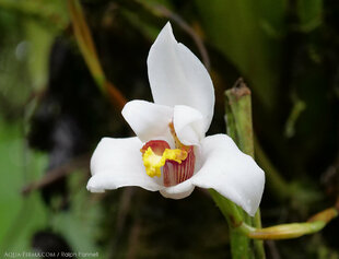 One of many orchid species in the Mindo-Tandayapa Cloud Forests of Ecuador