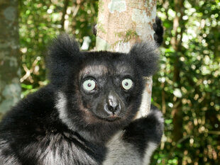 Indri - the largest of Madagascar's Lemurs - photo by Ralph Pannell