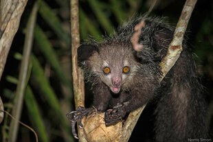 Aye-Aye Lemur (Daubentonia madagascariensis) by Simon Nomis