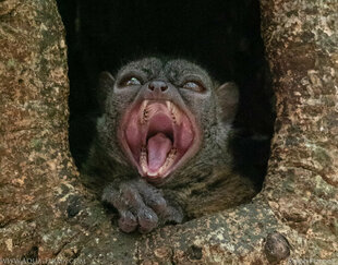 Nosy Be Sportive Lemur Lokobe Forest Nosy Be - photo: Ralph Pannell (AQUA-FIRMA)