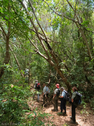 Trekking through the Lokobe Forest in Nosy Be