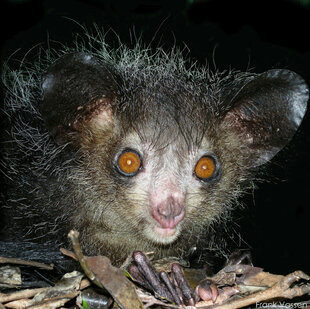 Aye-Aye lemur Madagascar photo by Frank Vassen