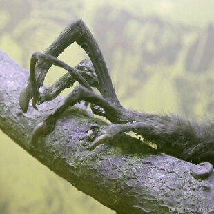 Fingers of an Aye-Aye (Daubentonia madagascariensis) photo: Dr Mirko Junge