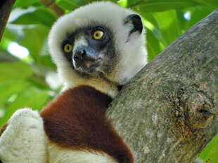 Coquerels Sifaka Lemur (Propethicus coquereli)