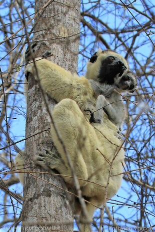 Verreaux Sifaka with Baby in Tropical Dry Forests of Western Madagascar - photograph by Kathleen Varcoe