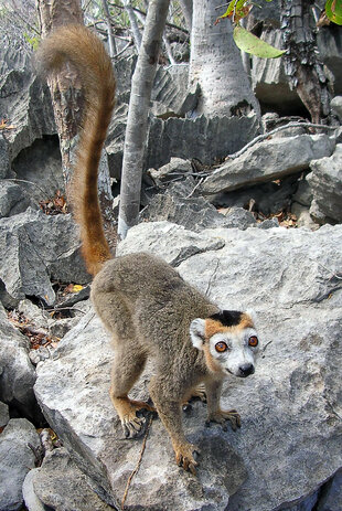 Crowned lemur Ankarana tsingy (Eulemur coronatus) Photo by Mannlicher Kronenmaki