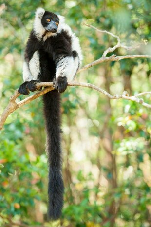 Black and White Ruffed Lemur Varecia variagata