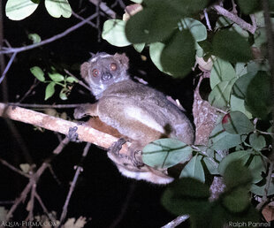 Eastern Woolly Lemur Mangabe Rainforest Ralph Pannell Aqua-Firma