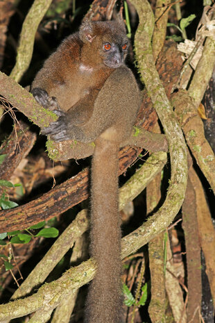 Greater Bamboo Lemur Prolemur simus Charles J Sharp