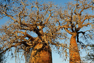 Baobab trees in the Spiny Forests of Ifaty - photograph by Kathleen Varcoe