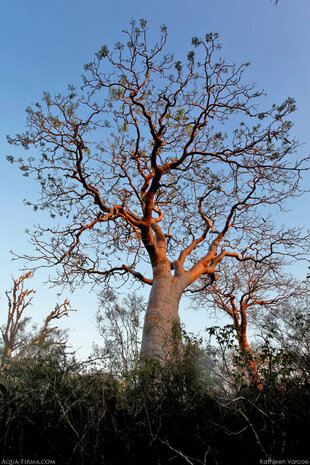 False Baobab in Spiny forest Madagascar - photo by Kathleen Varcoe