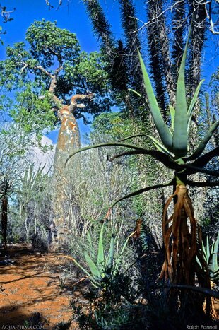 Baobab amongst Spiny Forest of Ifaty in Madagascar photography by Ralph Pannell