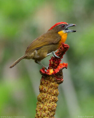 scarlet-crowned-barbet-capito-aurovirens-ecuador-amazon-rio-napo-kichwa-wildlife-reserve-birdwatching-ralph-pannell-aqua-firma.jpg