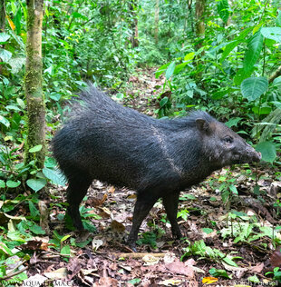 Collared Peccary (Pecari tajacu) can sometimes form large and highly defensive 'squadrons' - photo: Ralph Pannell