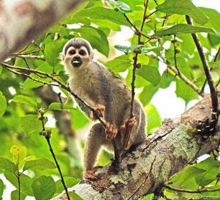Squirrel Monkey - one of the Amazon's most energetic primates - often seen in troops exceeding 30
