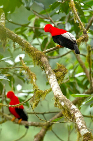 Cock-of-the-Rock at a display lek in the Choco-Andean cloud forest corridor, Ecuador