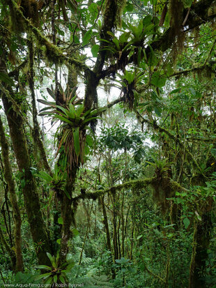 Cloud Forest in Ecuador's Tropical Choco-Andes photo: Ralph Pannell
