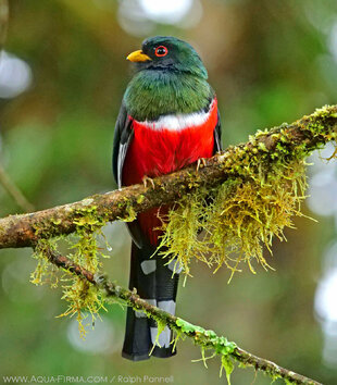 Trogons are some of the most colourful birds in the Choco-Andean Rainforest Corridor photo: Ralph Pannell