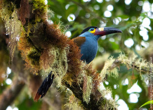 Plate-billed Mountain Toucan Ecuador Cloud Forest