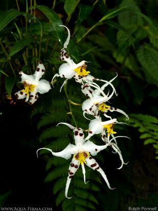 Orchid diversity in Ecuador's Choco-Andes is very high