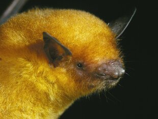 This newly discovered Golden Bat is endemic to the project area
