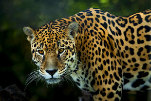 Jaguars, though elusive, exist within the new reserve