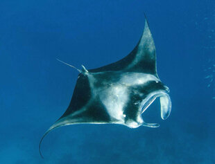 Manta Rays are often seen on our dive trips