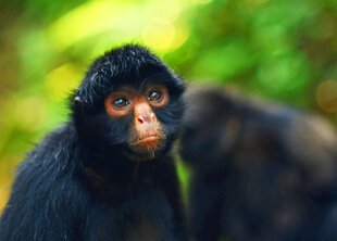 Black Spider Monkey (Ateles chamek) in the Bolivian Amazon