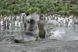 Elephant Seals, Gold Harbour, South Georgia_Femke Wolfert-Oceanwide Expeditions.jpeg