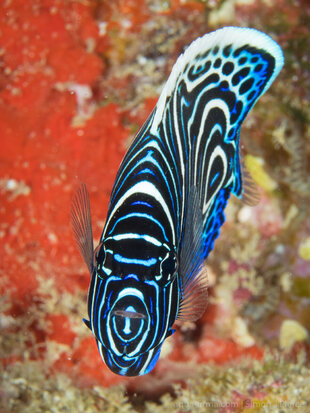 Juvenile Emperor Angelfish - photo by Dr Simon Pierce