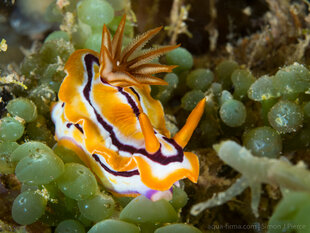 One of many species of Nudibranch on Mafia Island's rich coral reefs.jpg