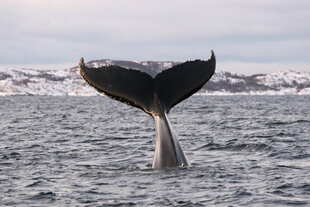 Humpback Whale making a dive into Arctic Waters of Northern Norway