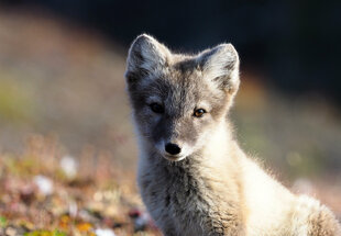 Arctic Fox