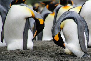 Macquarie Island King Penguins