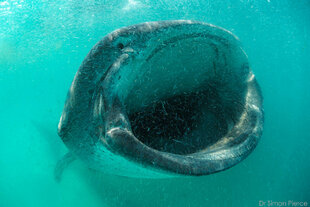 Whale Shark gorging on shrimp